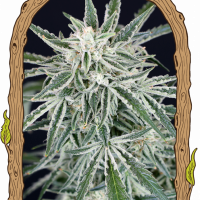 Green Gummy Auto Feminised Cannabis Seeds | Exotic Seeds