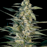 Green Joint Auto Feminised Cannabis Seeds | Big Monster Seeds