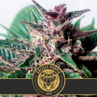 Grizzly Purple Auto Feminsed Cannabis Seeds | Blim Burn Seeds 