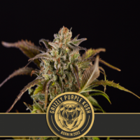 Grizzly Purple Kush Feminised Cannabis Seeds | Blim Burn Seeds 