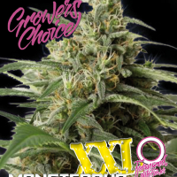 Monsterbud XXL Auto Feminised Cannabis Seeds - Growers Choice