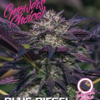 Blue Diesel Auto Feminised Cannabis Seeds - Growers Choice