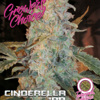 Cinderella ’99 Auto Feminised Cannabis Seeds - Growers Choice