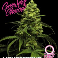 Monsterbud Auto Feminised Cannabis Seeds - Growers Choice