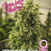 Original G13 Auto Feminised Cannabis Seeds - Growers Choice