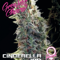 Cinderella ’99 Feminised Cannabis Seeds - Growers Choice