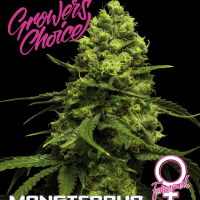Monsterbud Feminised Cannabis Seeds - Growers Choice