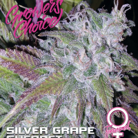 Silver Grape Sherbet Feminised Cannabis Seeds - Growers Choice