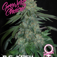 O.G. Kush Feminised Cannabis Seeds - Growers Choice