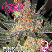 Pink Crystal Feminised Cannabis Seeds - Growers Choice