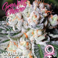 White Fire O.G. Feminised Cannabis Seeds - Growers Choice