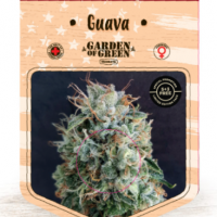 Guava Feminised Cannabis Seeds | Garden of Green