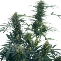 Guerilla's Gusto Regular Cannabis Seeds | Sensi Seeds 