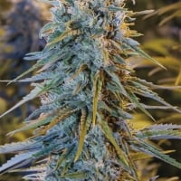 Blue Dream Feminised Cannabis Seeds | Humboldt Seeds Organisation