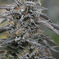 Black D.O.G.Feminised Cannabis Seeds | Humbolt Seeds Organisation