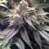 Bubba's Gift Feminised Cannabis Seeds | Humbolt Seeds Organisation