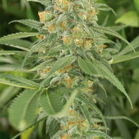 Green Crack 2.0 Feminised Cannabis Seeds | Humboldt Seed Organisation
