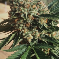 Sapphire OG Feminised Cannabis Seeds | Humboldt Seed Organisation