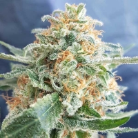 Hash Lover Regular Cannabis Seeds
