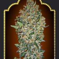 Hashchis Berry Feminised Cannabis Seeds | OO Seeds