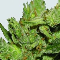 Haze #1 Feminised Cannabis Seeds | Sativa Seedbank