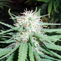 Haze No.1 Regular Cannabis Seeds | Spliff Seeds