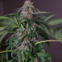 Blue Bubba Regular Cannabis Seeds | Hazeman Seeds