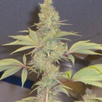 Strawberry Cough Regular Cannabis Seeds | Hazeman Seeds
