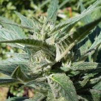 Gage Green High Flyer Cannabis Seeds