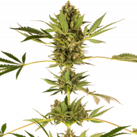 Himalayan CBD Feminised Cannabis Seeds - Sensi Seeds
