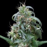 Hokkaido Japan Regular Cannabis Seeds | Ace Seeds