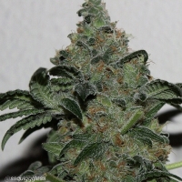 Gage Green Holy Stic Cannabis Seeds