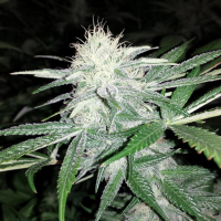Hurkle Regular Cannabis Seeds | TGA Seeds