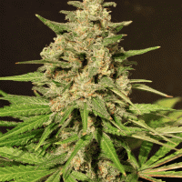 Hybrid X Feminised Cannabis Seeds | Cream Of The Crop