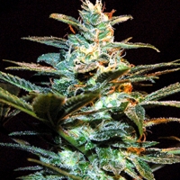 Ice Cool Feminised Cannabis Seeds | Sweet Seeds