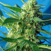 Auto Ice Cool Feminised Cannabis Seeds | Sweet Seeds