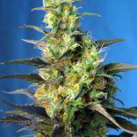 Ice Cool CBD Feminised Cannabis Seeds | Sweet Seeds