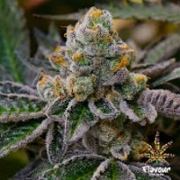 Cookie Dough Feminised Cannabis Seeds - Flavour Chasers
