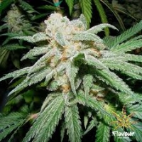 Grapefruit Tangie Feminised Cannabis Seeds - Flavour Chasers