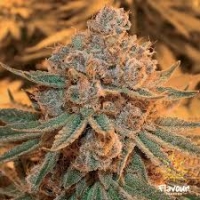 Maple Syrup Feminised Cannabis Seeds - Flavour Chasers