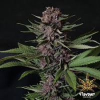 Purple Mazel Tov Feminised Cannabis Seeds - Flavour Chasers