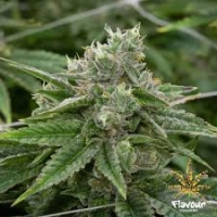 Stardawg Feminised Cannabis Seeds - Flavour Chasers