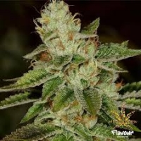 WIFI Feminised Cannabis Seeds - Flavour Chasers