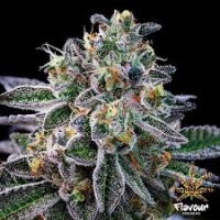 Gelato 33 Feminised Cannabis Seeds - Flavour Chasers.