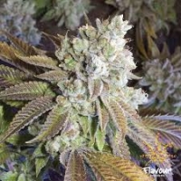 Wedding Cake Feminised Cannabis Seeds - Flavour Chasers