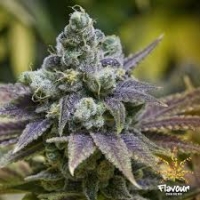 Zkittlez Feminised Cannabis Seeds - Flavour Chasers.