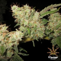 Alien Glue Feminised Cannabis Seeds - Flavour Chasers