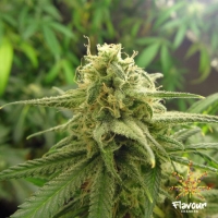 Banana OG Feminised Cannabis Seeds - Flavour Chasers