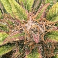 Amnesia Pure CBD Auto Feminised Cannabis Seeds | Humboldt Seeds Organisation
