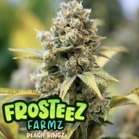 Peach Ringz Feminised Cannabis Seeds - Frosteez Farmz